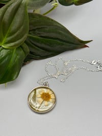 Image 3 of Chamomile Charm