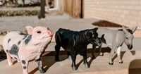 Pot Bellied Pig , Angus Cow, Donkey 
