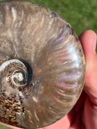 Image 9 of Purple - Rainbow Iridescent Ammonite Shell Fossil | Madagascar #2895