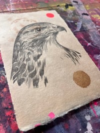 Image 2 of Hawk Study#1