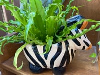 Image 4 of Osaka Fern in Funky Zebra Pot