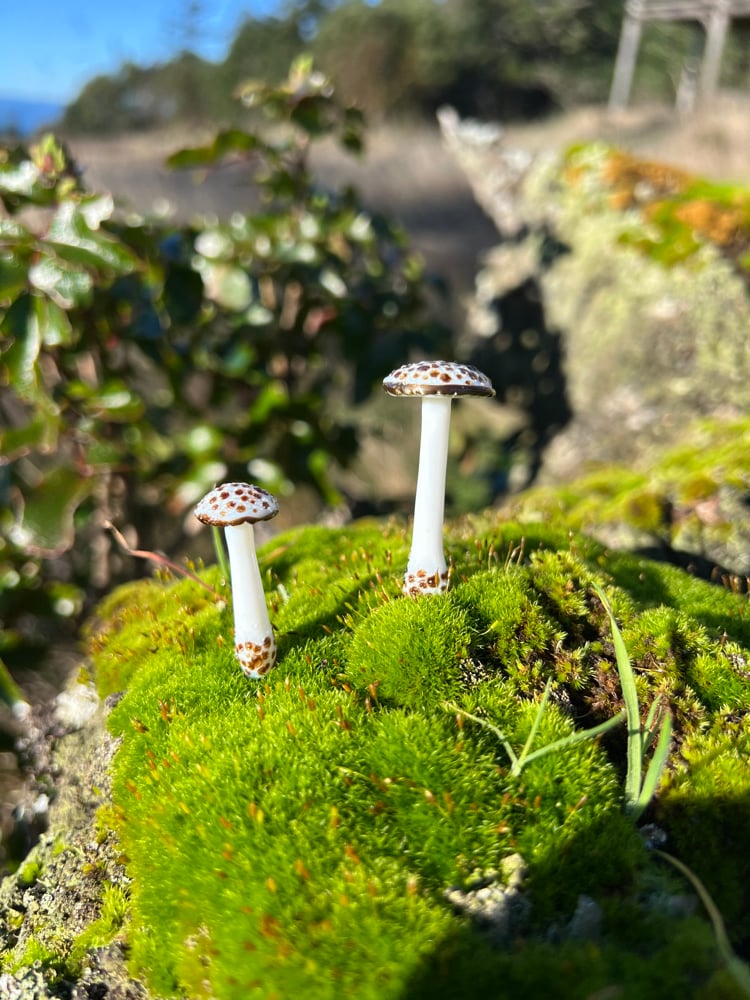 Image of 2 Brown Spotted White Mushroom Plant Spikes