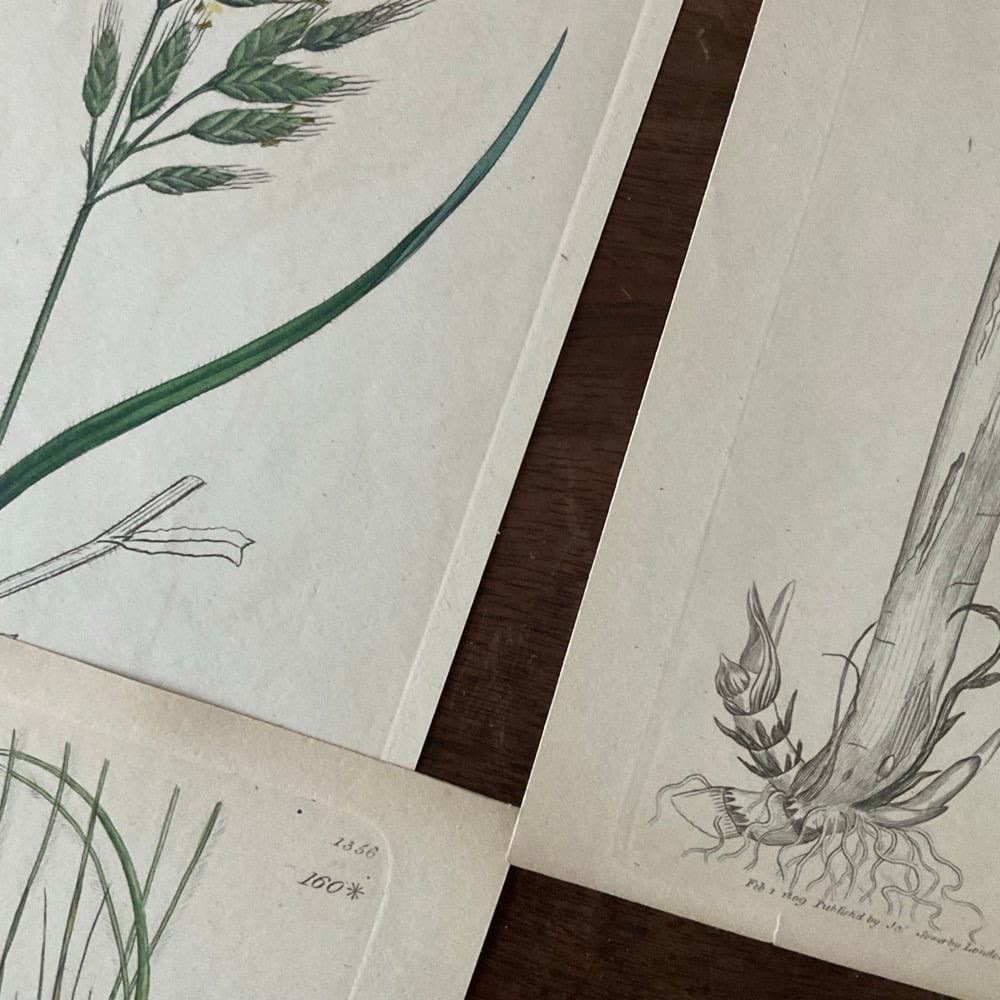 Image of Botanical Prints set no.2