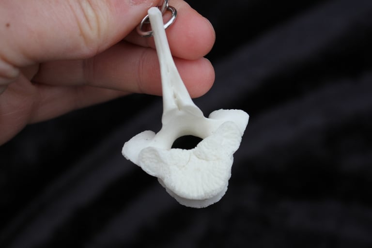 dead good sheep vertebrae earrings Image 3