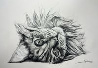 Image 3 of Charcoal Pet Portrait