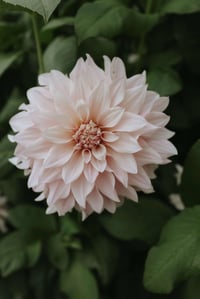 Image 2 of Dahlia Café au lait 