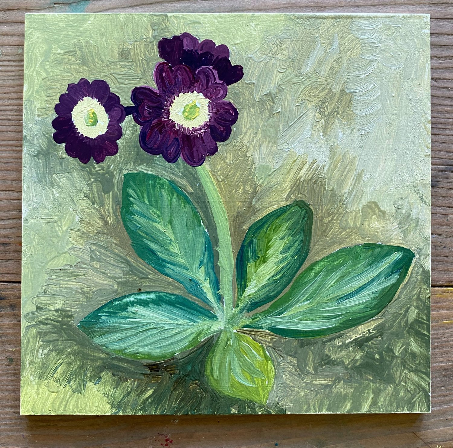 Image of Purple Auricula 