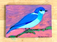 Image 5 of Mountain Bluebird