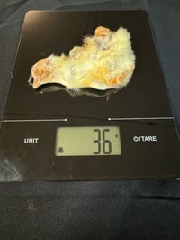 Image 2 of Day Old Chicks (Chicken)
