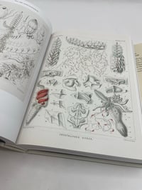 Image 7 of The Art and Science of Ernst Haeckel. 45th Ed.