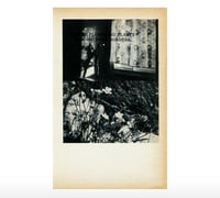 Image 1 of WINTER FLOWERING PLANTS FOR OUTDOOR BORDERS (UNIQUE)