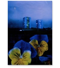 Image 1 of PANSY, BLUE AND YELLOW 