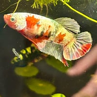 Image of Copper Red Purple Gold HMPK Female