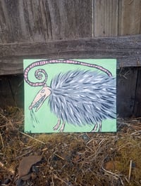 Image 5 of Possum