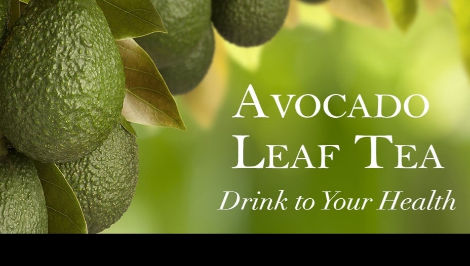 ALLIGATOR PEAR Freeze-Dried Avocado Fruit & Leaf Tea. Heart-Osteoporosis-Depression-Respiratory