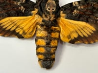 Image 3 of deathshead hawk moth