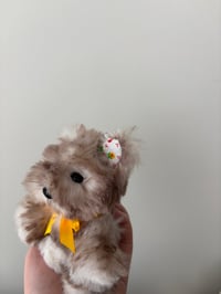 Image 5 of Sunny the Wolf Pup