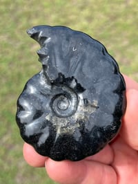 Image 1 of Black Ammonite Fossil With Pyrite #2634