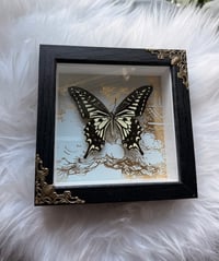 Image 1 of Gilded Swallowtail 