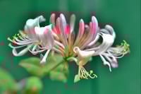 Image 1 of Esencia floral de MADRESELVA