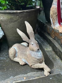Image 1 of Relaxing Hare