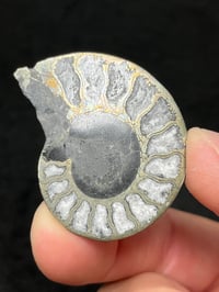 Image 4 of Pyrite Ammonite Fossil Pair #1268