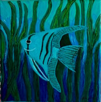 Image 1 of Blue Zebra Angelfish 