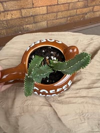 Image 4 of African Milk Tree in 'Coffee Makes Me Poop' Mug