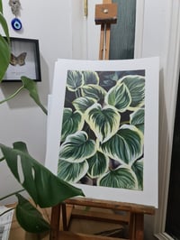 Image 1 of Hostas