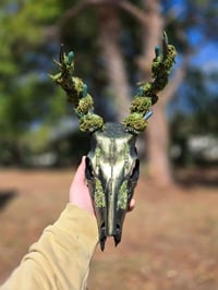 Image 1 of Forest Fairy Deer Skull