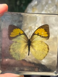 Yellow Real Butterfly in Resin 