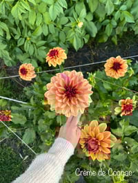 Image 1 of Creme de Cognac - Decorative Type "seconds"