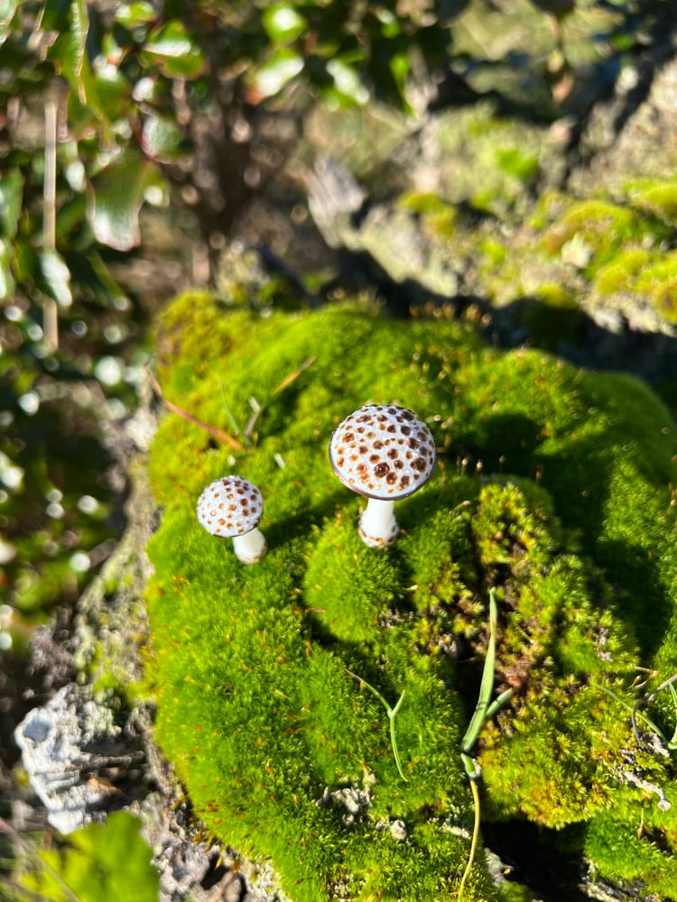 Image of 2 Brown Spotted White Mushroom Plant Spikes