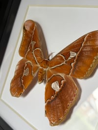 Image 1 of atlas moth