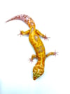 GIANT WHITE & YELLOW TANGERINE (TREMPER) H-06