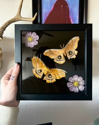 Image 1 of Polyphemus Moths