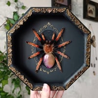 Mexican Fireleg Spider