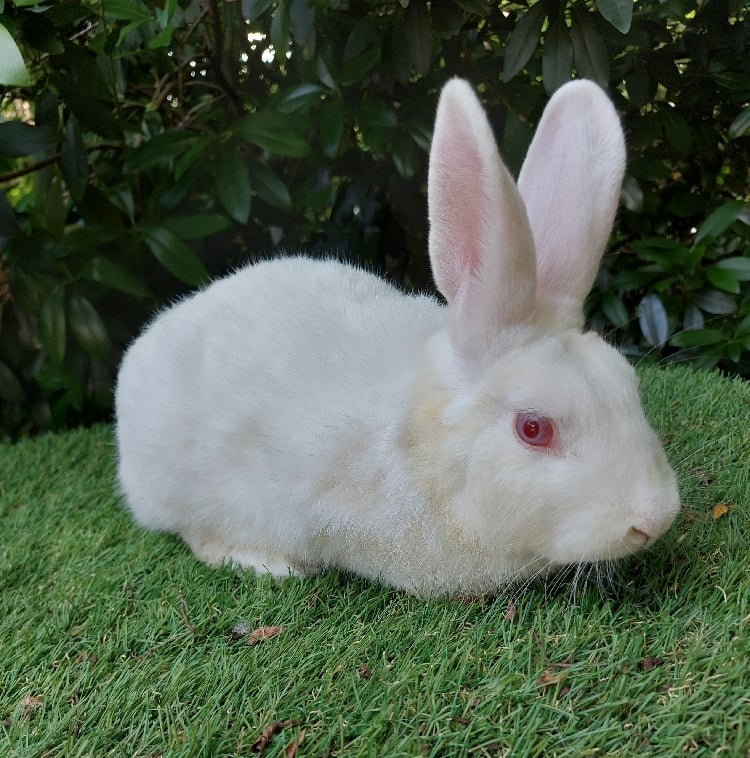 Image of Buster (M) Fixed