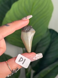Image 4 of SMALL MEGALODON TEETH -SOUTH CAROLINA- CHOOSE YOUR OWN LOT 1