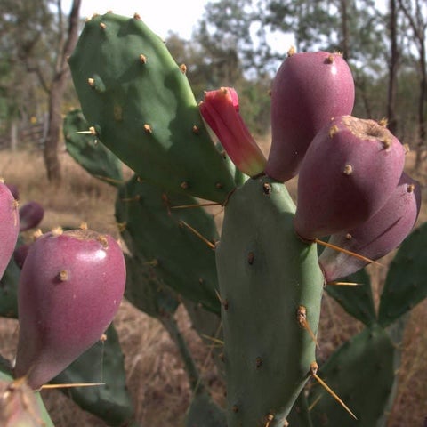 Prickly Pear/Dragon Fruit/Nopales. Prebiotic-Diabetes-Heavy Metals-Cell Repair-Diabetes-Serotonin