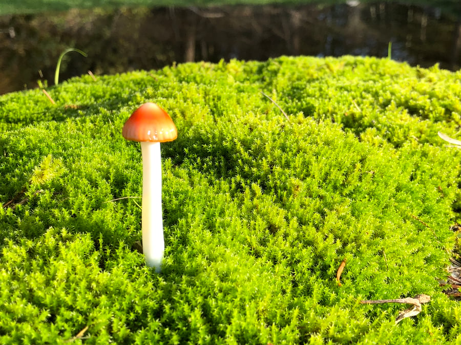 Image of Orange Cap Mushroom Plant Spike