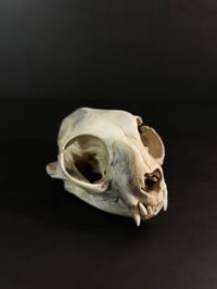 Image 3 of Cat Skull