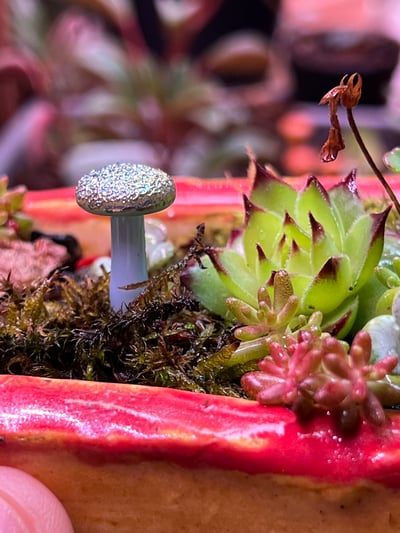 Image of Mini Shiny Topped Blue Mushroom Plant Spike