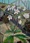 Spring Beauty 