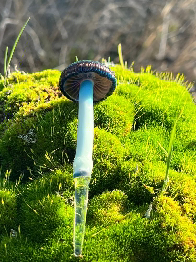 Image of Blue Staining Mushroom Plant Spike 3