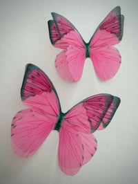 Image 1 of Candy (set of 2)