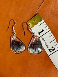 Image 2 of Apollo Metalmark Hindwings