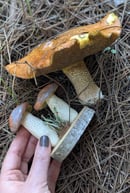 Image 3 of Pungent Slippery Jack sculpture