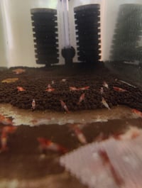 Red rili 