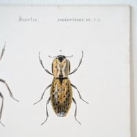 Image 17 of Illustration Ancienne Insectes